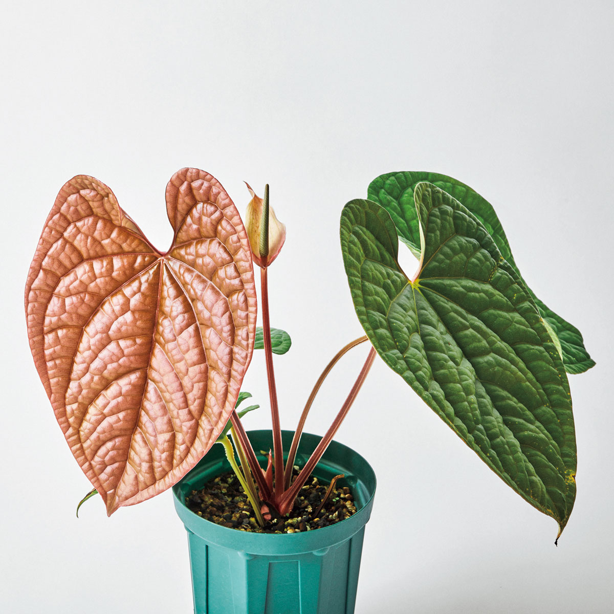 アンスリウム ルクスリアンス