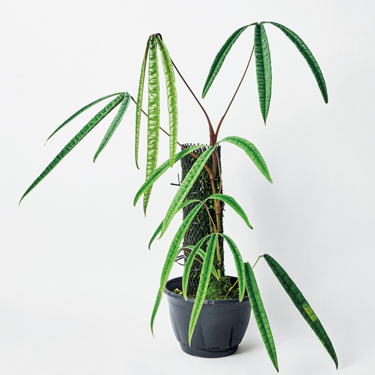 アンスリウム クツクエンセ