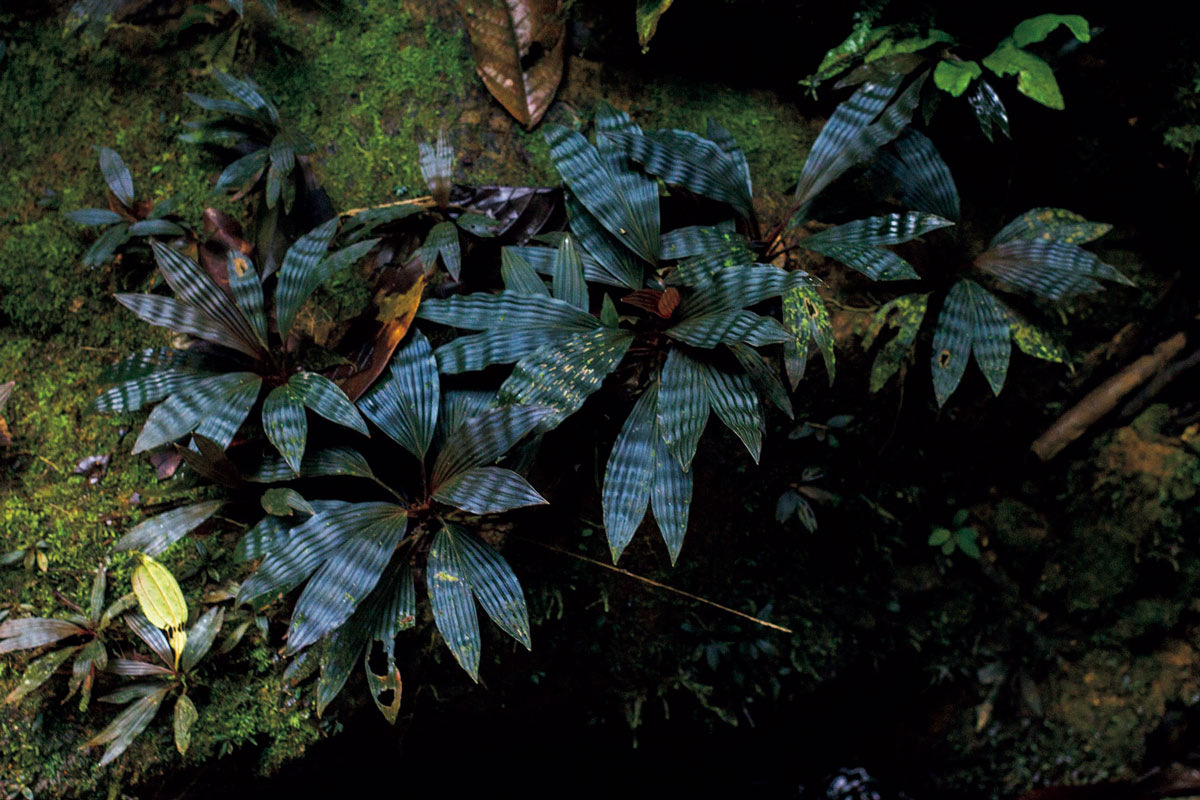 ディクラノピギウム “グナ・ヤラ”