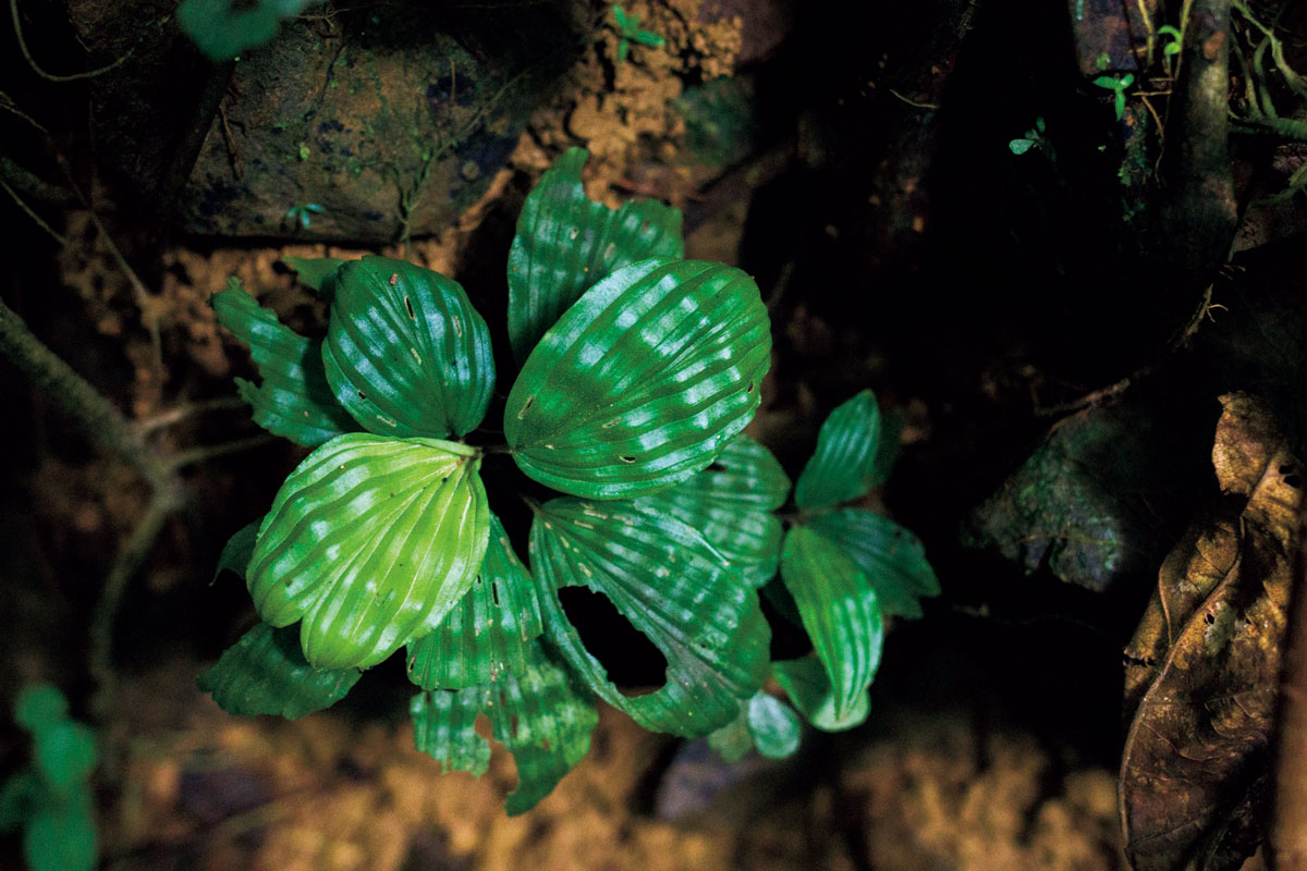 ディクラノピギウム ミニマム