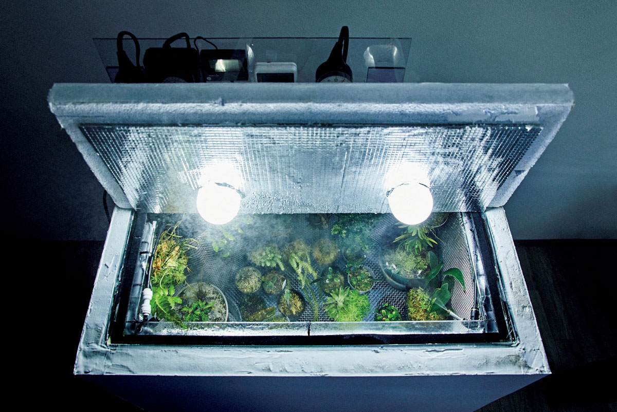 かれっくす式高地性植物栽培ケース