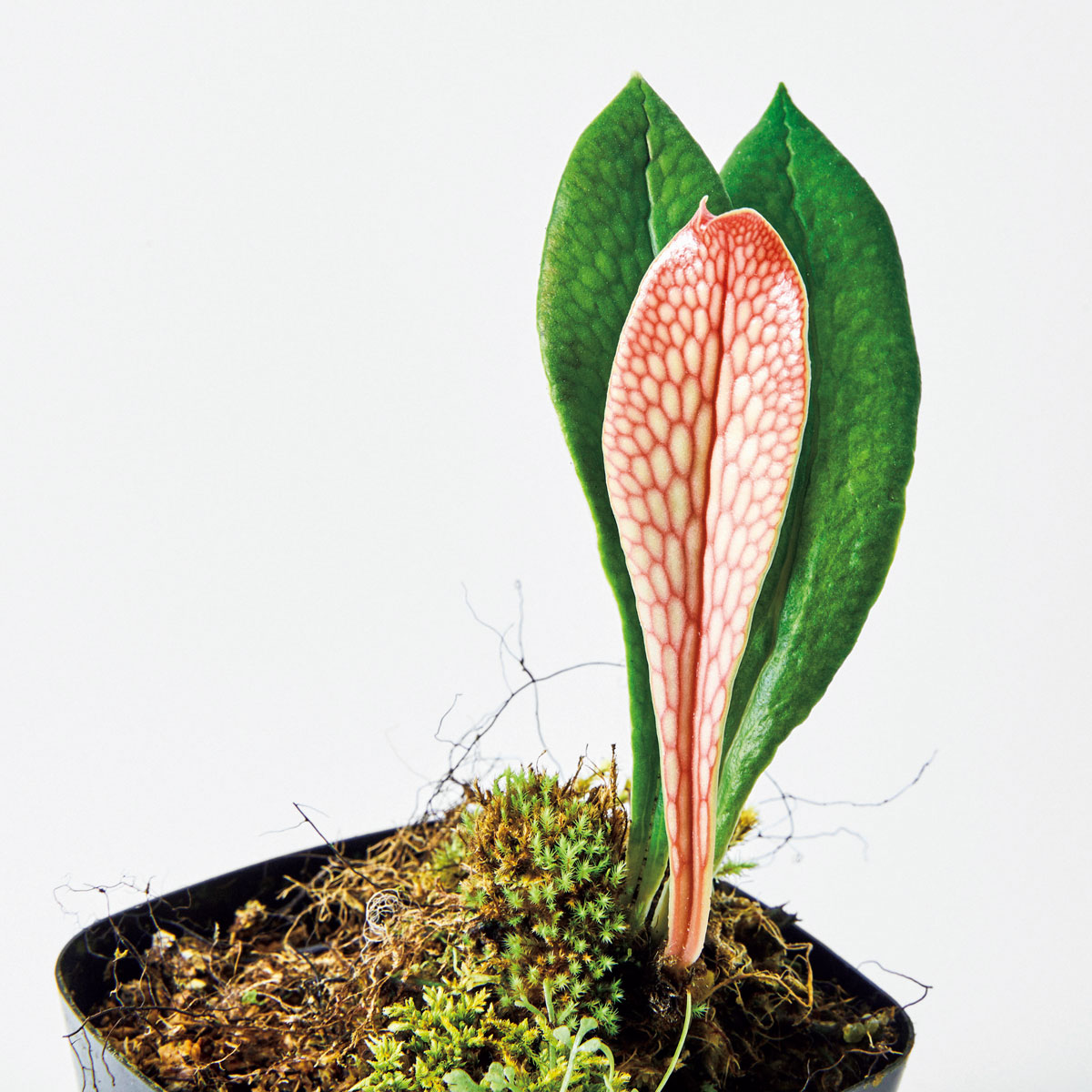 アネティウム不明種