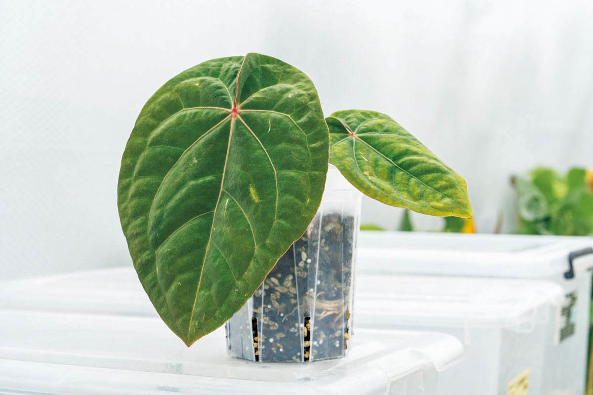 アンスリウム 'ブラッドムーン'