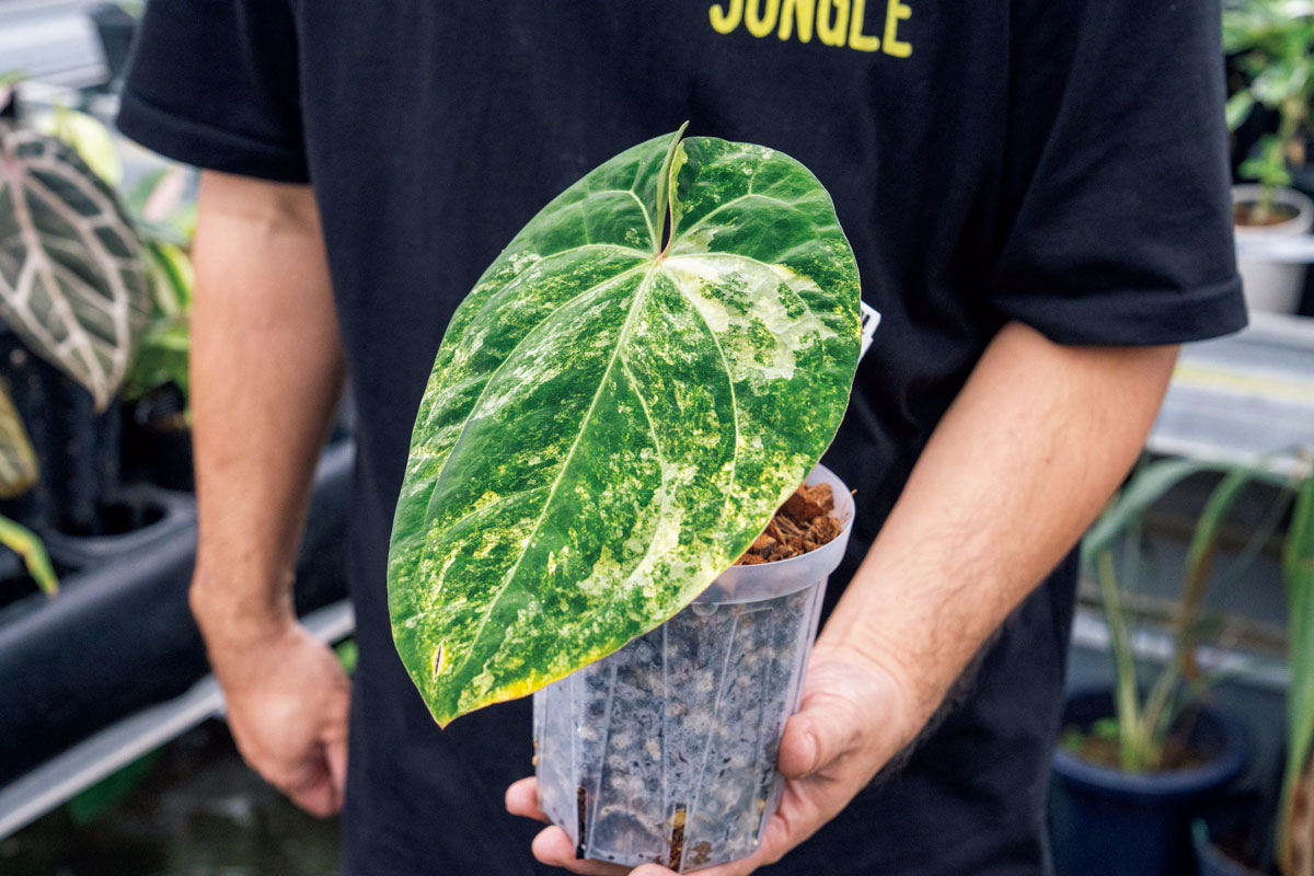 アンスリウム 'パピリラミナム斑入り'