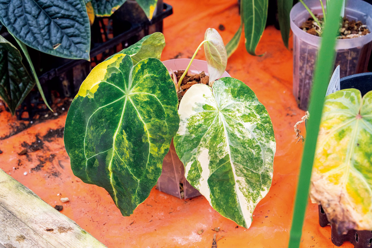 アンスリウム フォルゲティ斑入り