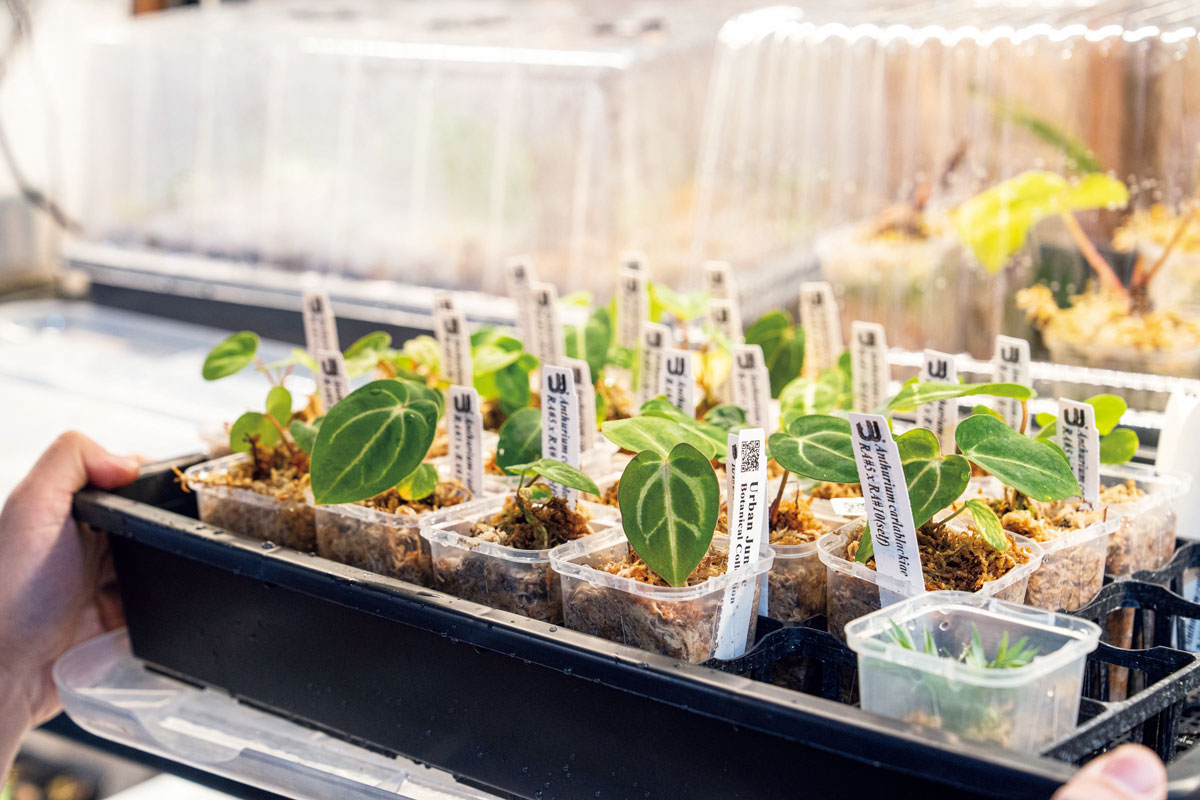 アンスリウム カーラブラッキアエ 'RA5×RA10 self'