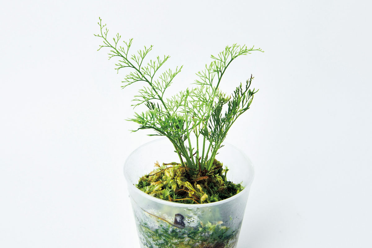 アスプレニウム不明種