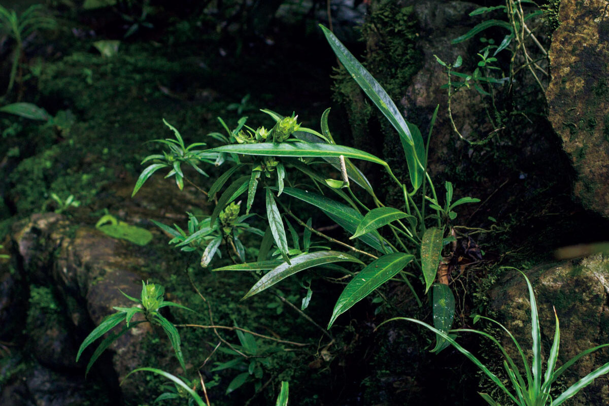 アンスリウム ルピコラ