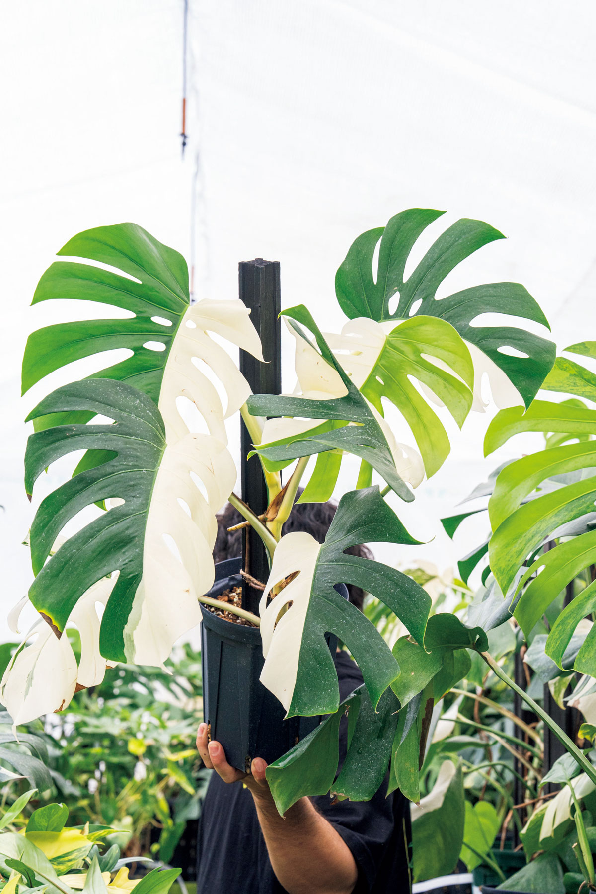 モンステラ ボルシギアナ '白斑'