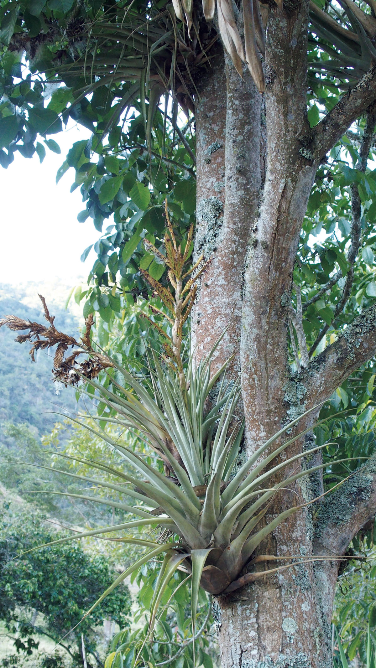 ティランジア グルーバリ