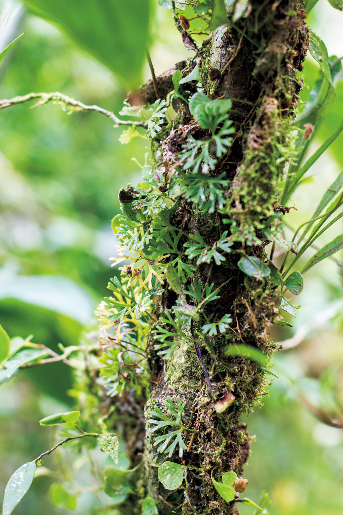 エラフォグロッサム ペルタツム