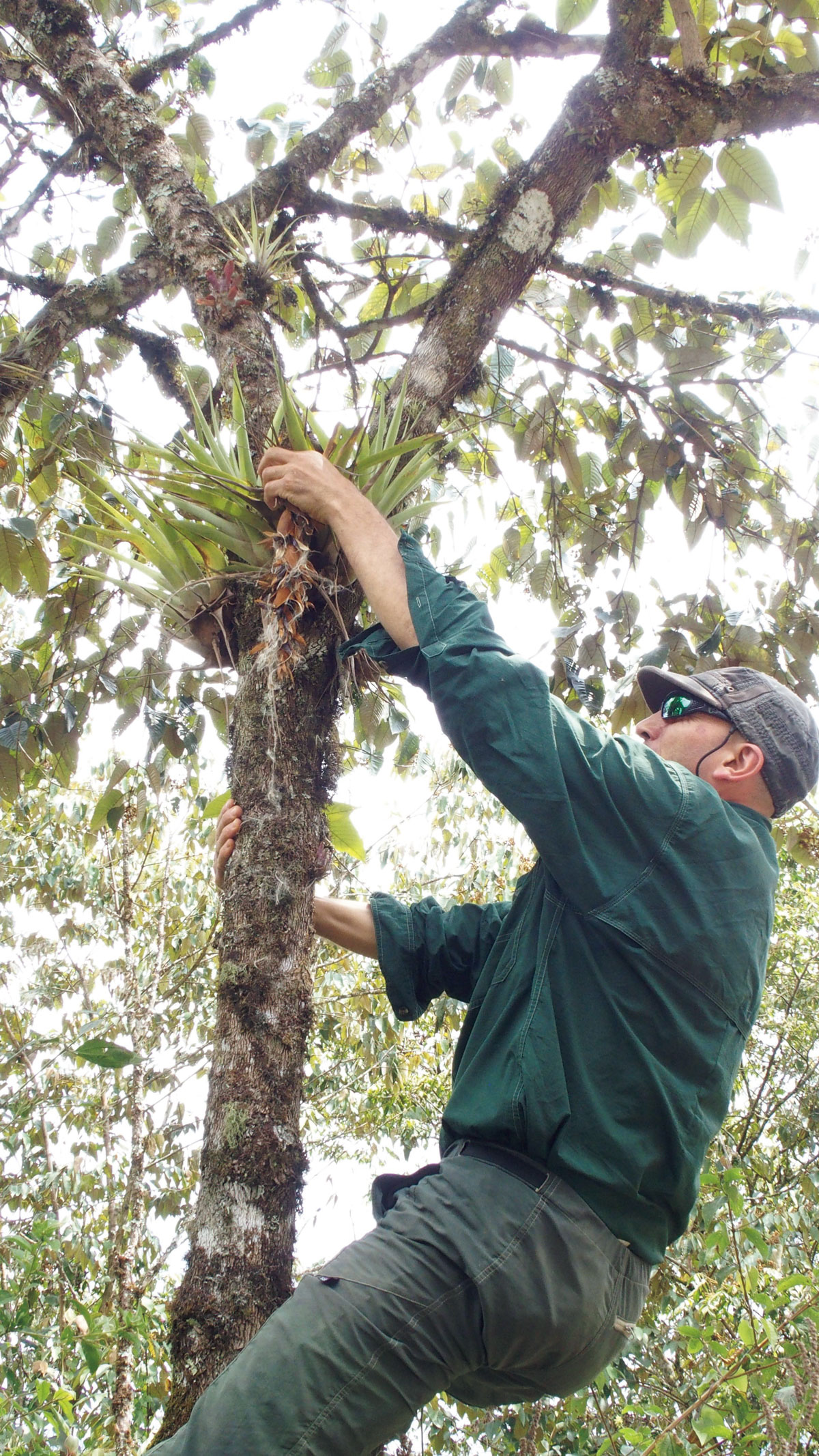 ティランジア不明種