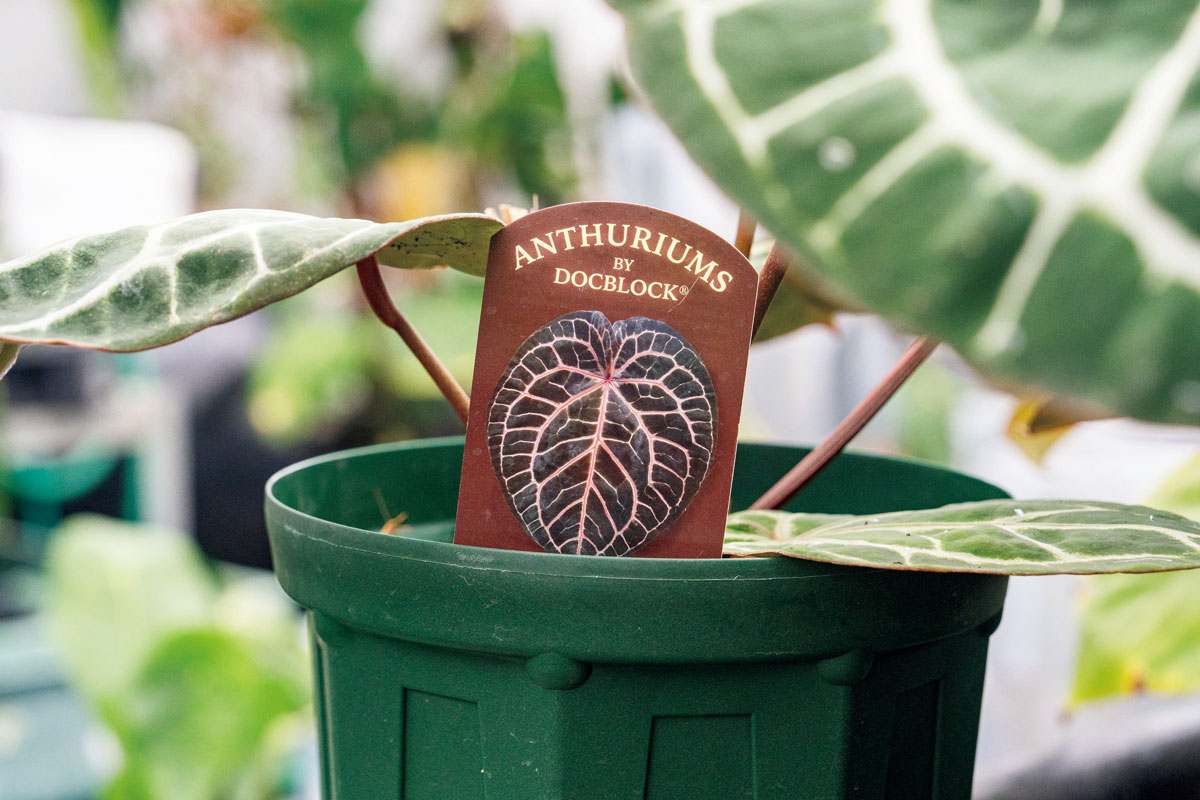 アンスリウム 'ミシェル'