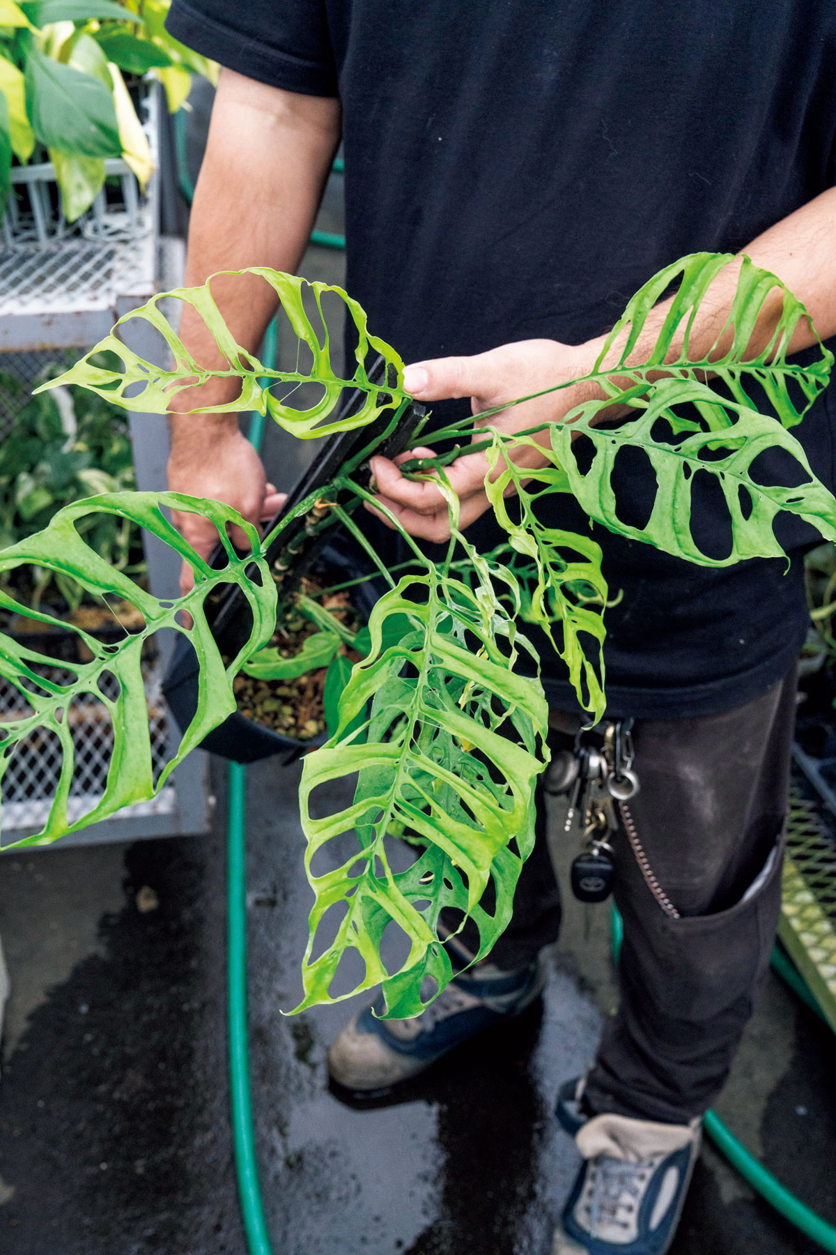 モンステラ オブリクア （ペルー）