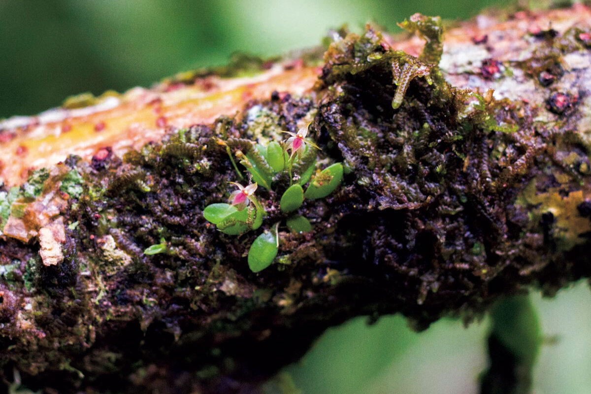 プラティステレ テイロリイ