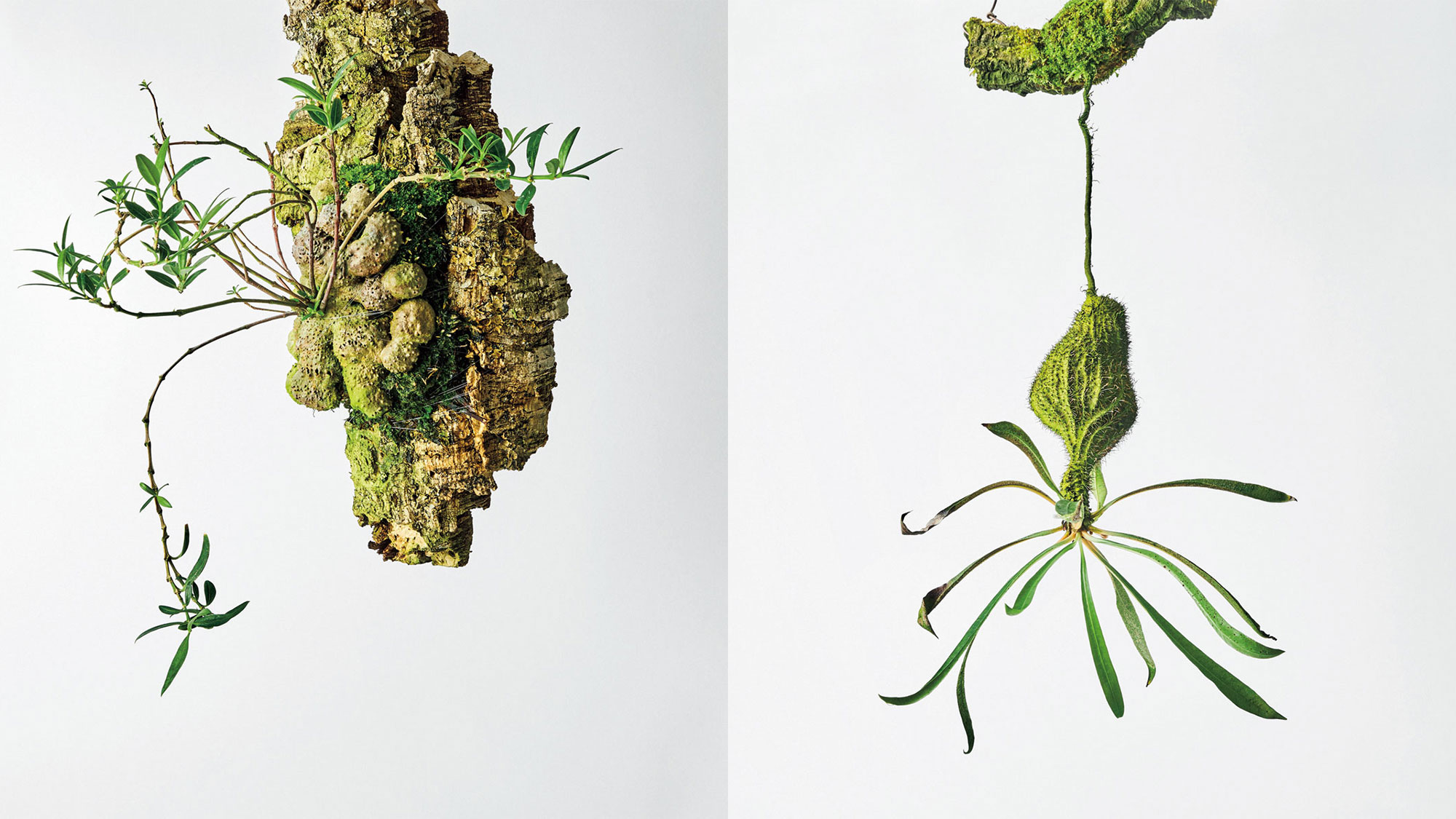 珍奇植物図鑑。迫力満点なジャングルの塊茎植物「アリ植物