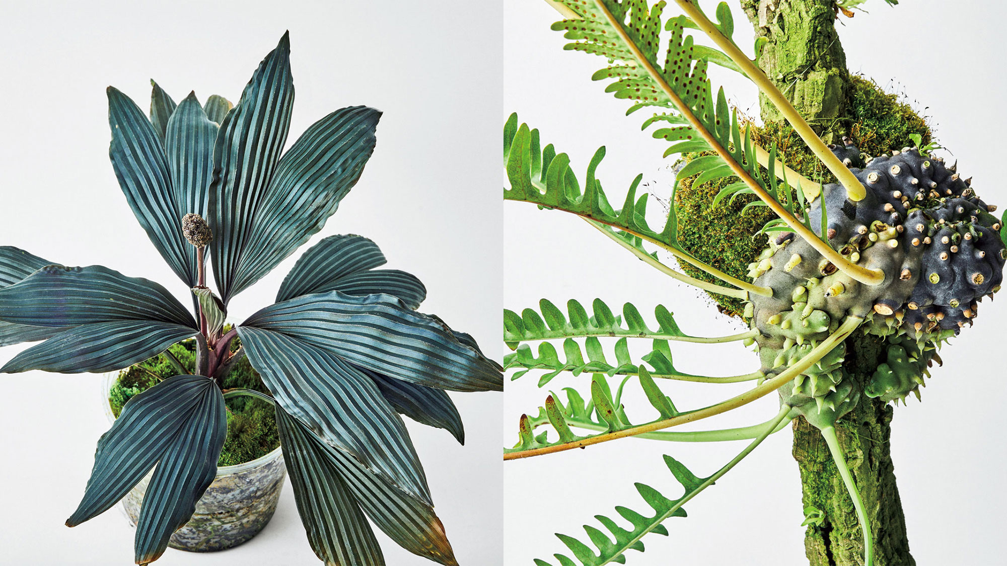 し*る様 パナマソウ　Dicranopygium sp. Kuna Yala し*る様 パナマソウ Dicranopygium sp. Kuna Yala Dicranopygium sp