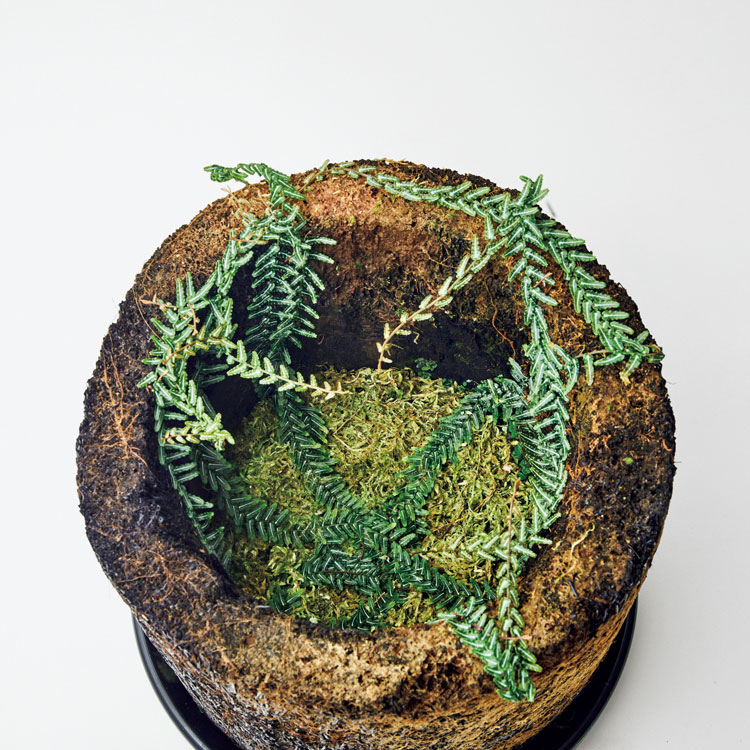 珍奇植物図鑑。樹皮を這い登っていく植物たち「クライマー植物」