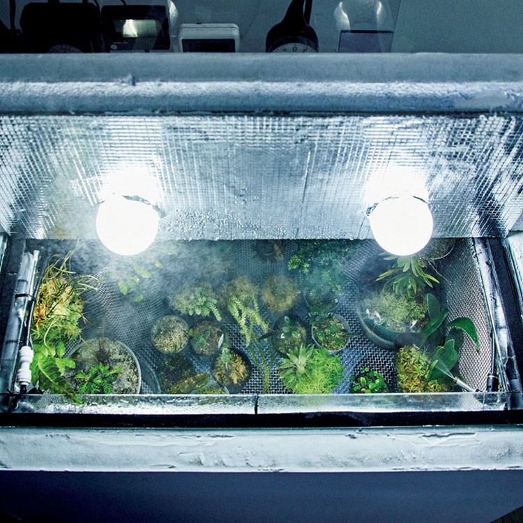 再現の難しい高地環境を部屋に!LED栽培の愉しみかた 〜高地性植物編〜