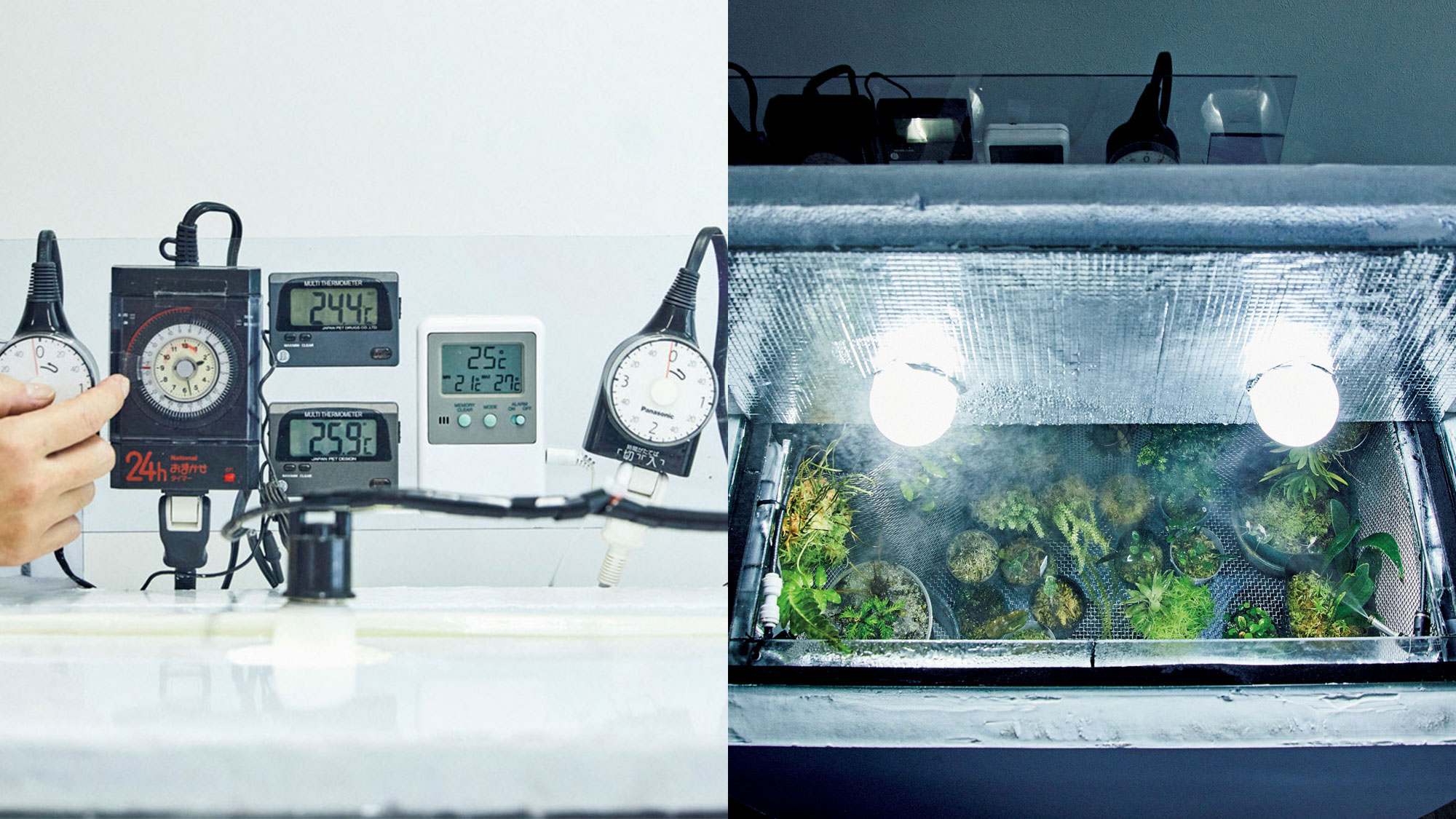 再現の難しい高地環境を部屋に！LED栽培の愉しみかた 〜高地性植物編