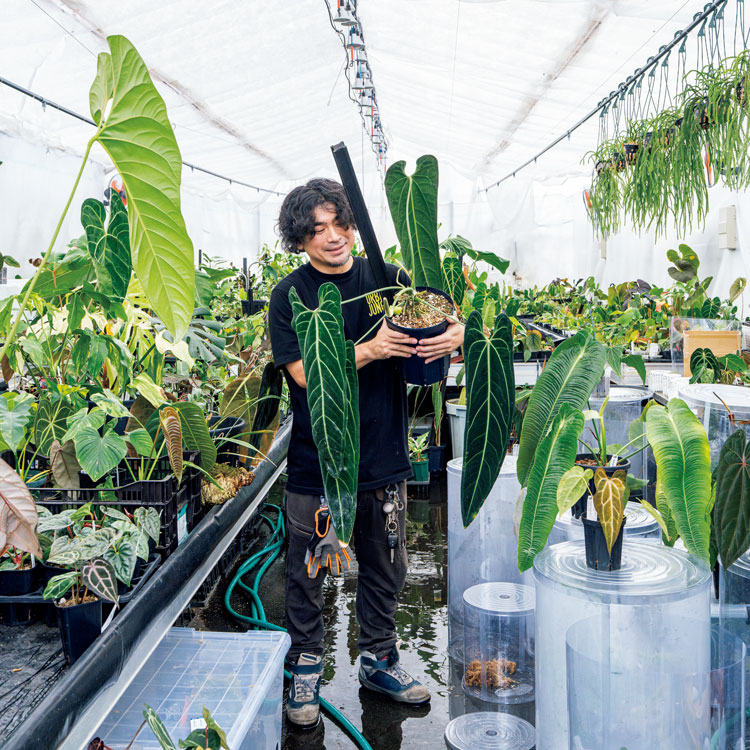 珍奇植物温室探訪。魅惑の原種と多種多様な交配種が揃う北陸の南米アロイドのジャングル〈Urban Jungle〉