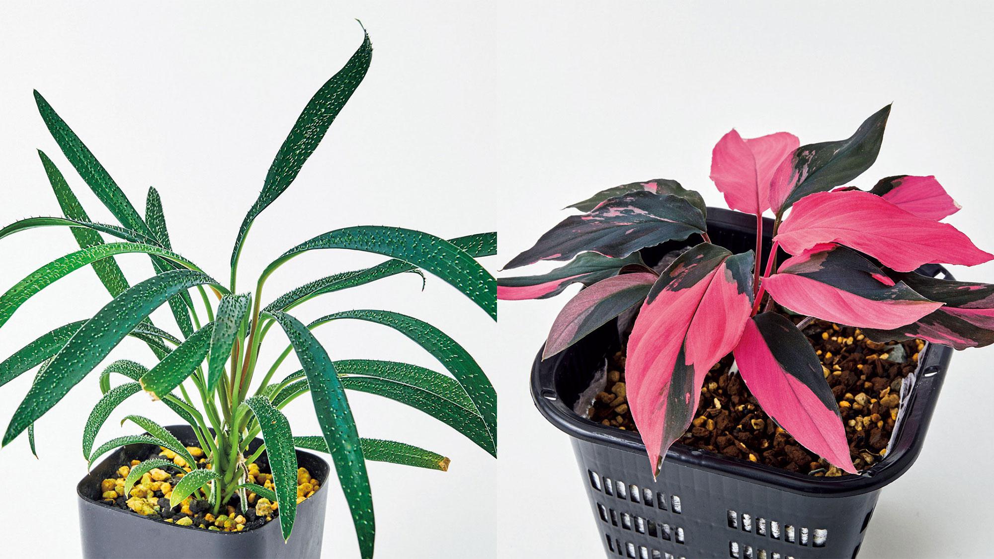 ホマロメナ3種 ホマロメナ 雑種Homalomena ×～交配記録3成功！ – 熱帯植物.com