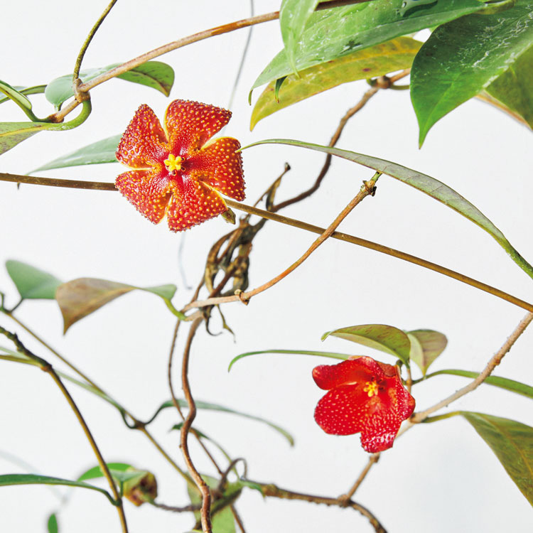 珍奇植物図鑑。チャーミングな花を持つ、つる性の着生植物「ホヤ」