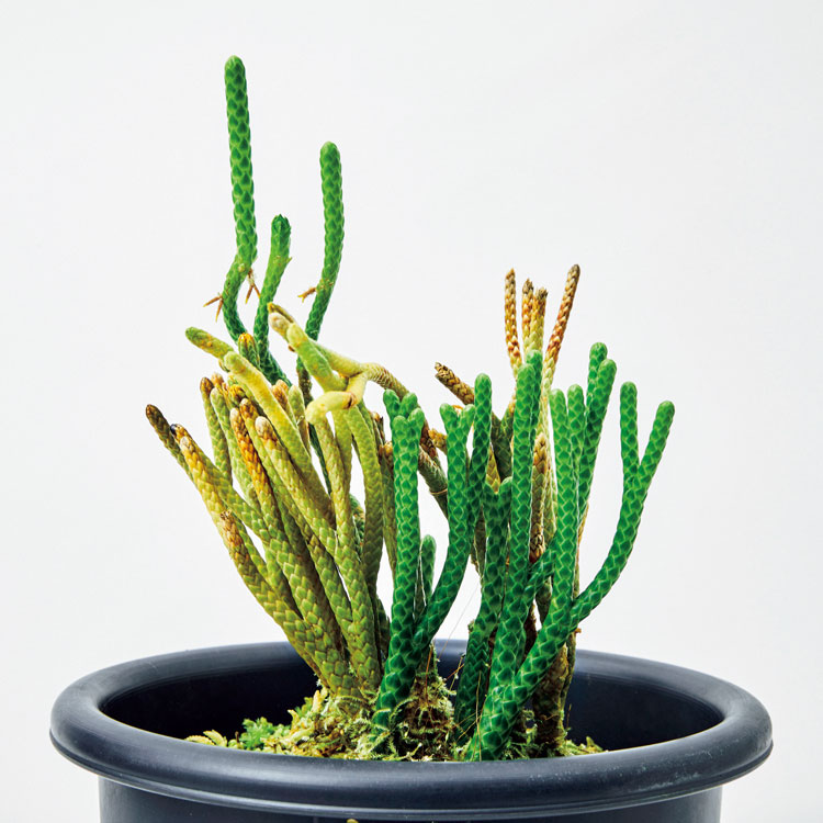 珍奇植物図鑑。ジャングルに適応したジメジメシダたち「シダ」