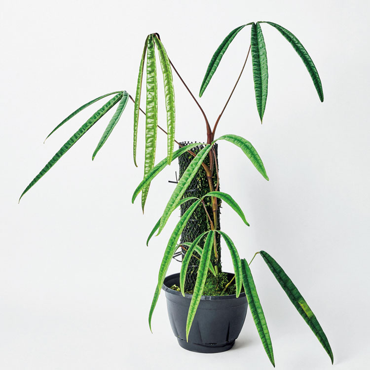 珍奇植物図鑑。大ぶりな葉が美しい、存在感ある観葉植物「アンスリウム」