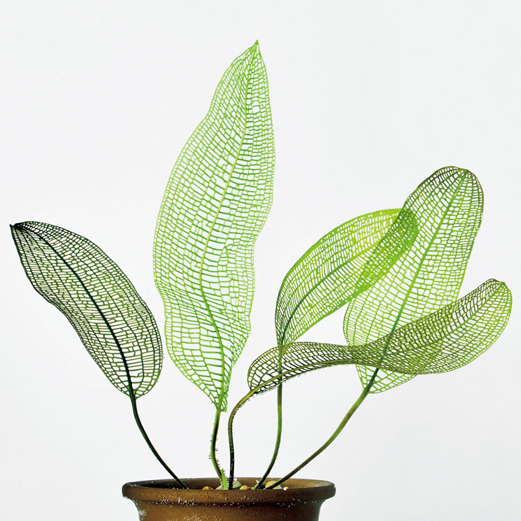 珍奇植物図鑑。水草を景色ではなく、観葉植物のように楽しむ「水生植物」
