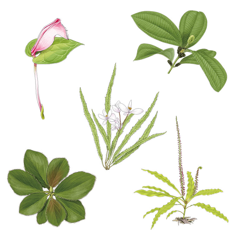植物探検家・長谷圭祐のいつか見たい、幻の草