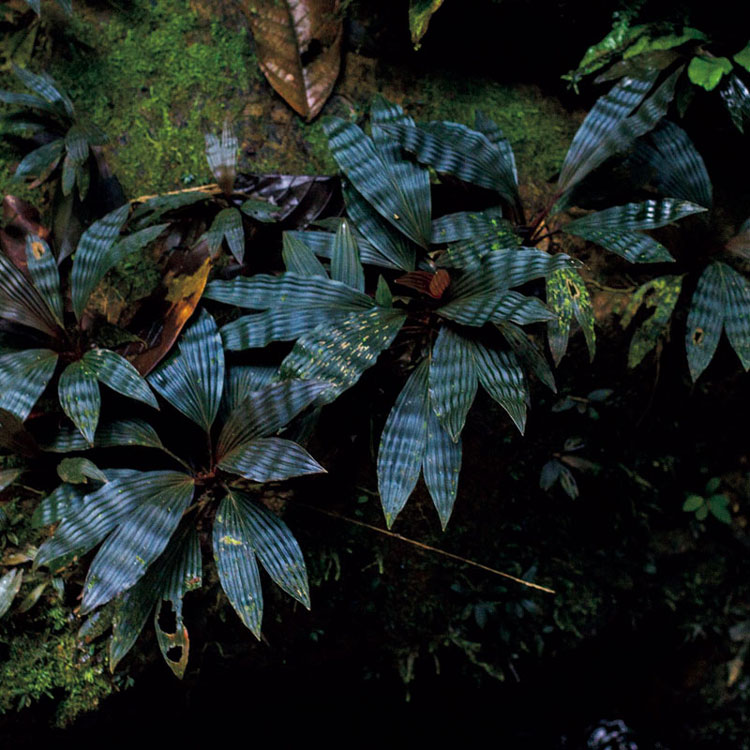 珍奇植物自生地紀行。JUNGLE PLANTS「PANAMA」INTRODUCED BY NILS WEESSIES