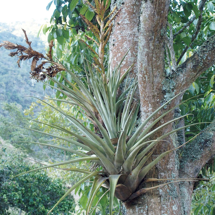 珍奇植物自生地紀行。TILLANDSIA「COLOMBIA」INTRODUCED BY PETER TRISTRAN