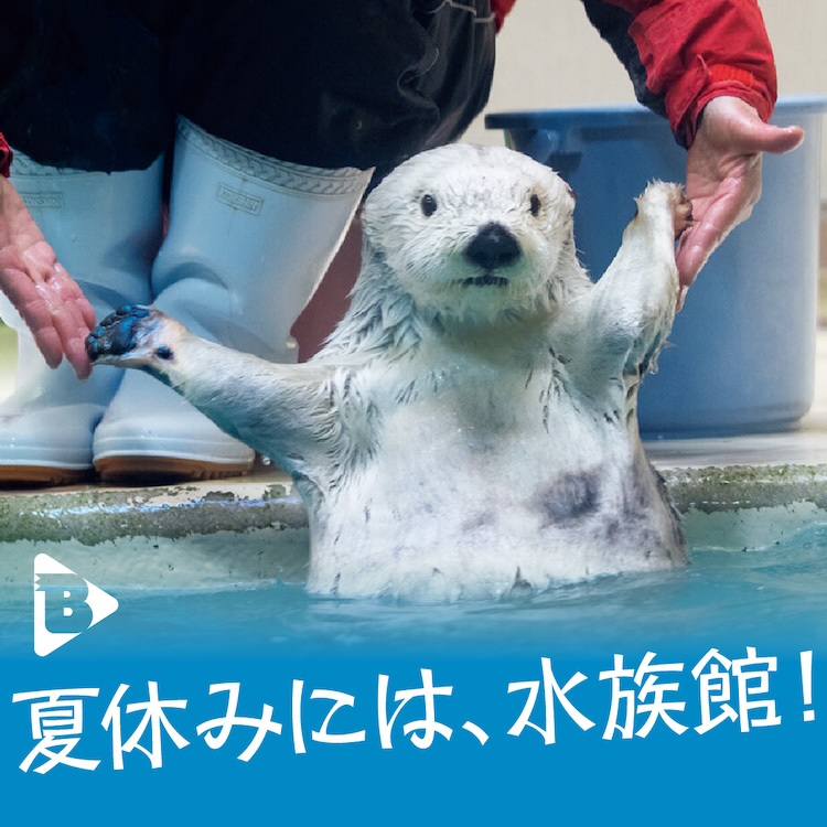 夏休みには、水族館！
