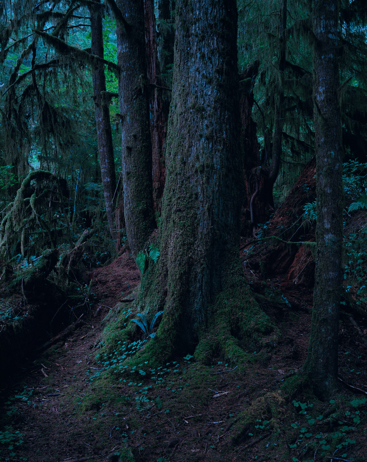 Quinault No.39 Washington 1990