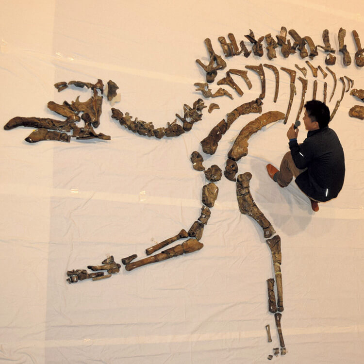古生物学者・小林快次 むかわ竜（カムイサウルス・ジャポニクス）の全身骨格