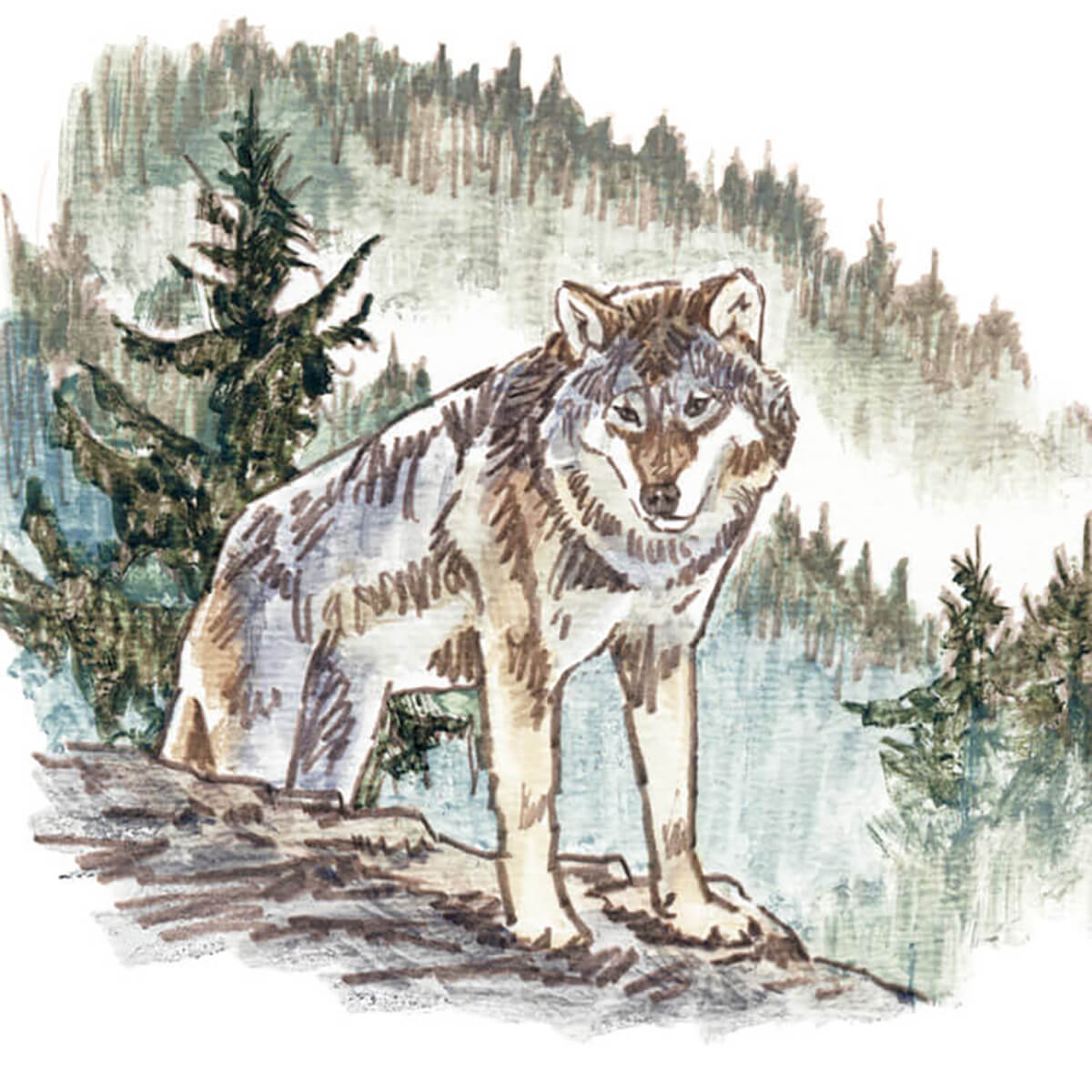 うえむらのぶこ イラスト