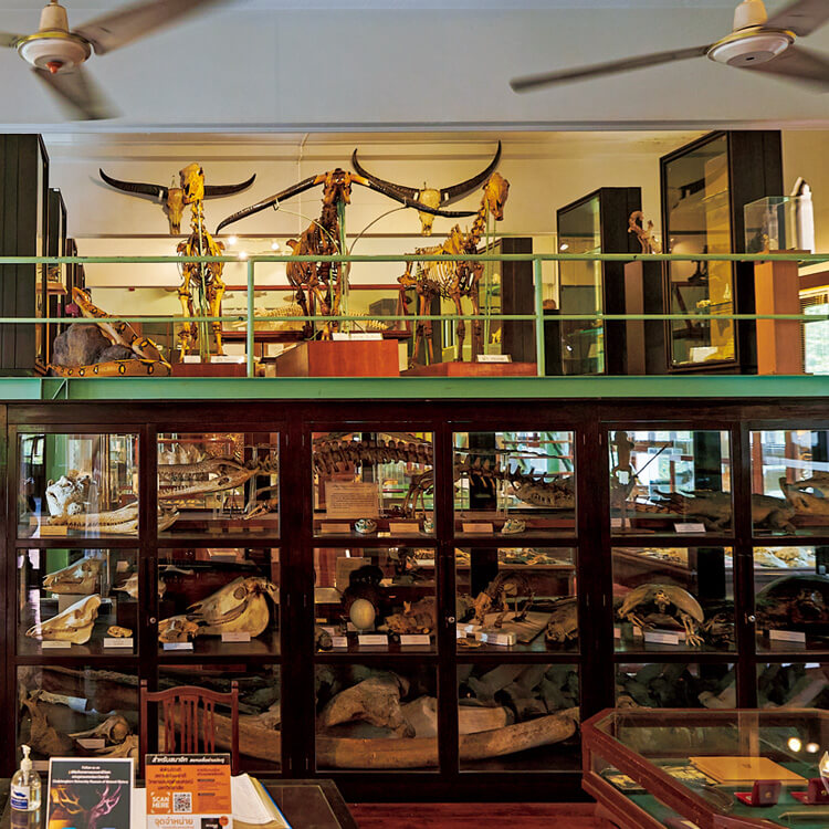 バンコク チュラ大学〈自然史博物館〉内観