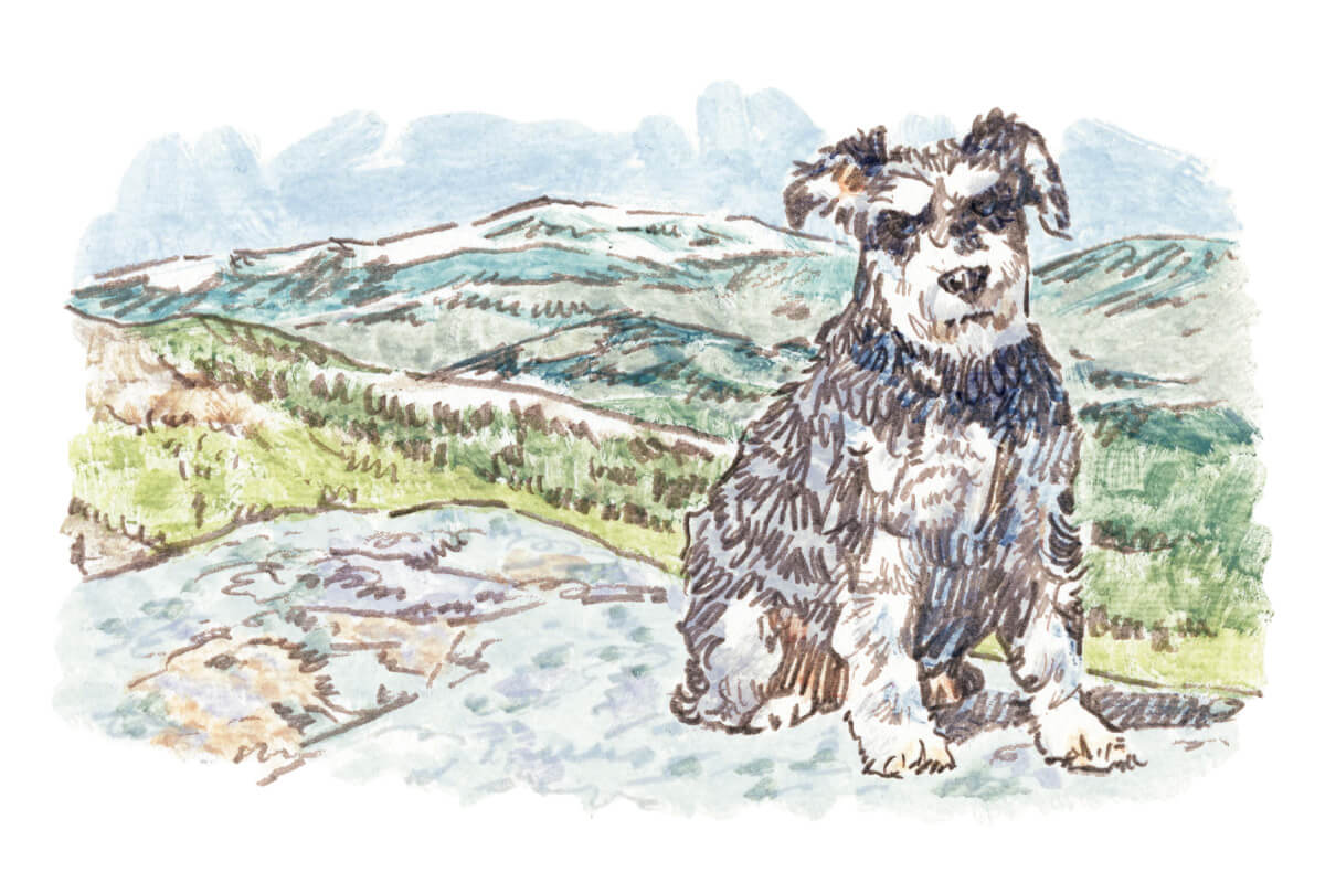 うえむらのぶこ イラスト