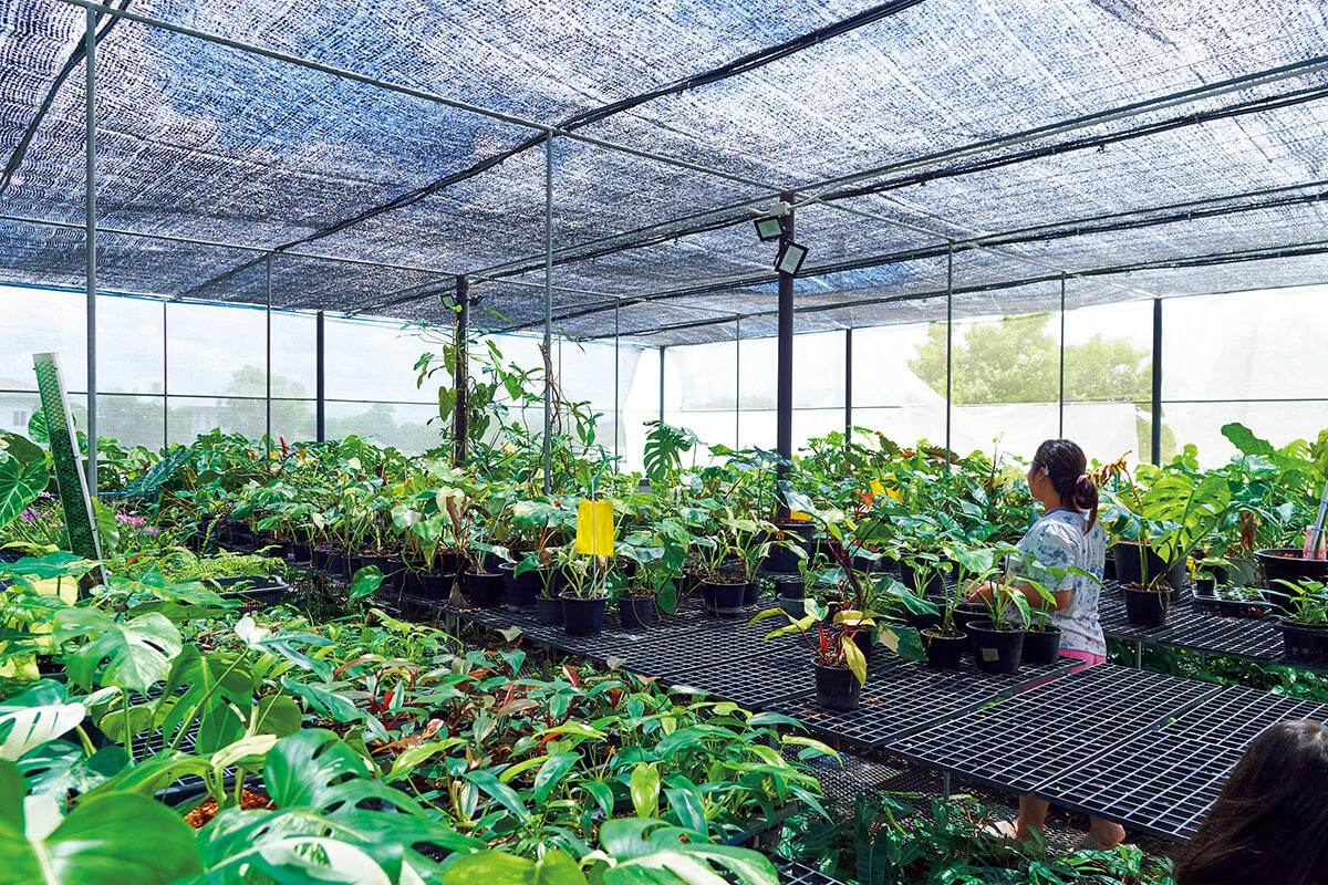 バンコク〈ケージー・プランツ〉グリーンハウス