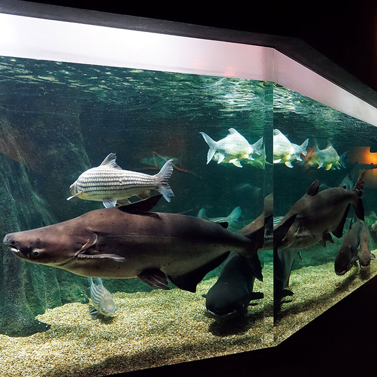 淡水魚を見たいなら。通いたい水族館2選