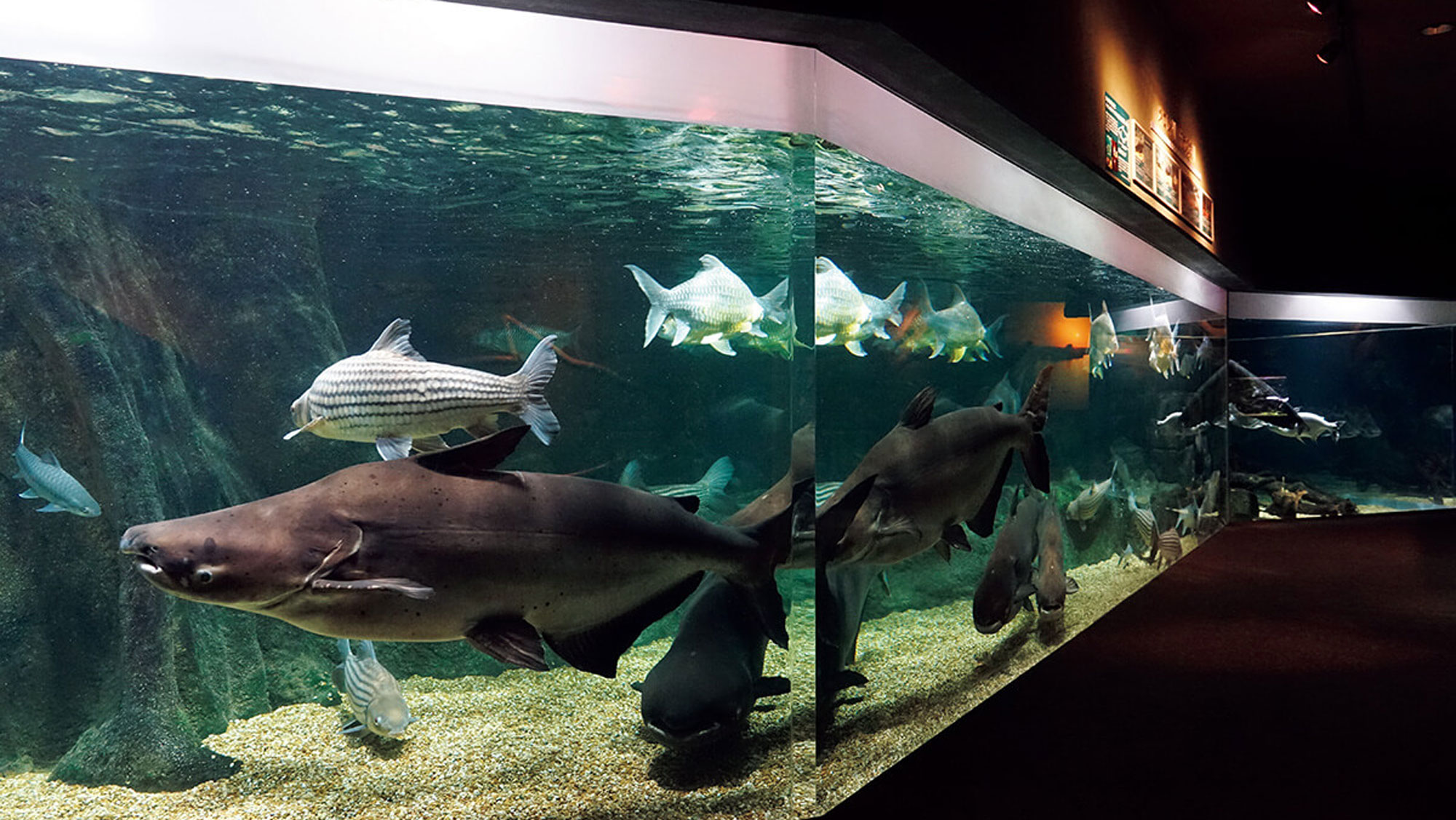 淡水魚を見たいなら。通いたい水族館2選。〈世界淡水魚園水族館 アクア