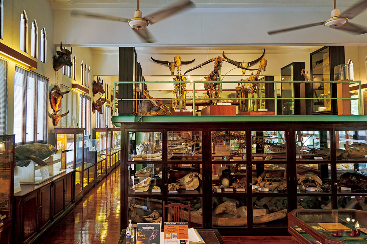 バンコク チュラ大学〈自然史博物館〉内観