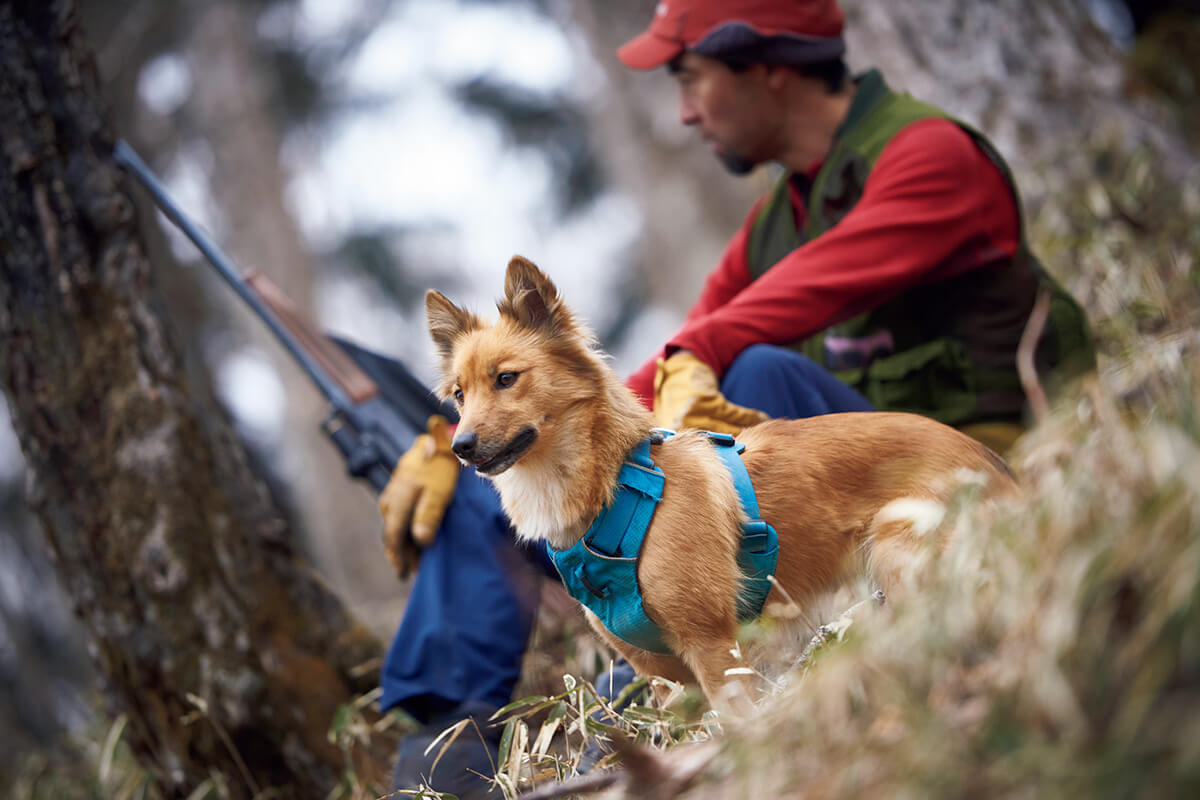 登山家・服部文祥とナツ