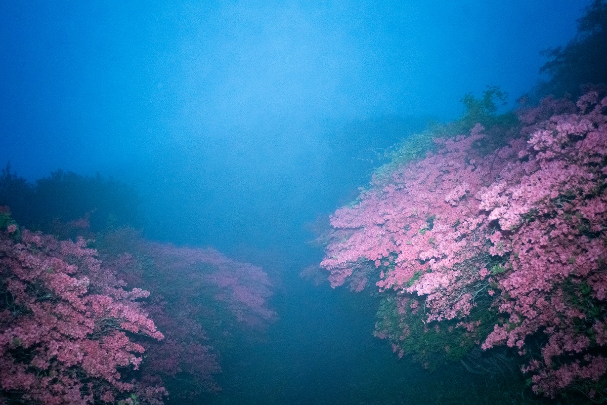 志賀理江子 《気仙沼徳仙丈山、山躑躅》
