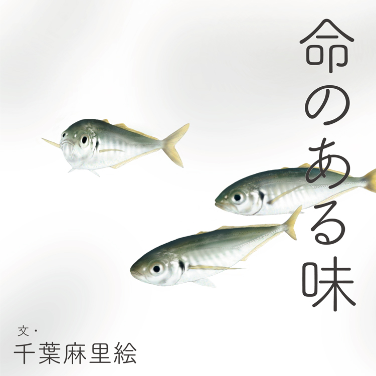 アジのイラスト