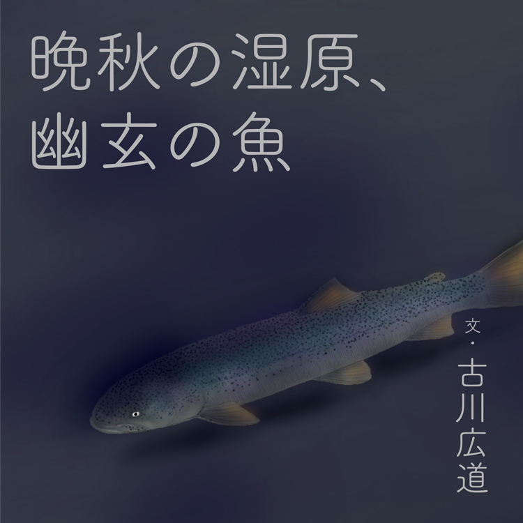 日本画家・阿部観水による魚のイラスト