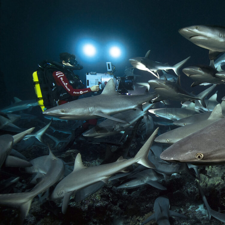 名門ウォッチブランド〈ブランパン〉が進める、グローバルな海洋保護プロジェクトとは