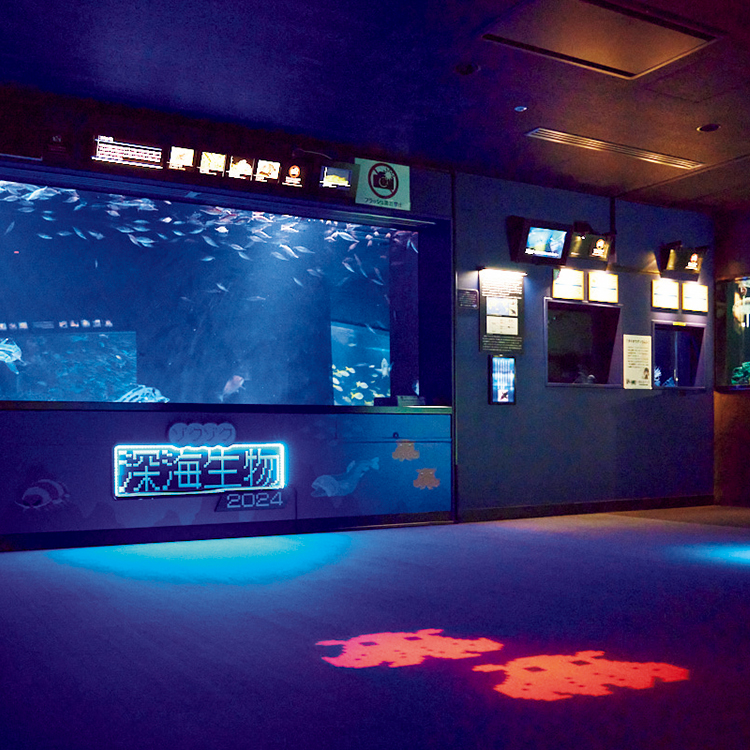 深海生物を見たいなら。通いたい水族館2選