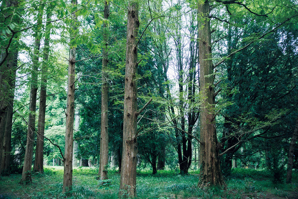 京都〈京都府立植物園〉の針葉樹林